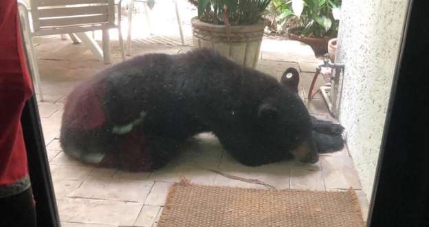 La Profepa investiga el porqué de la castración realizada al oso negro que se viralizó en Nuevo León