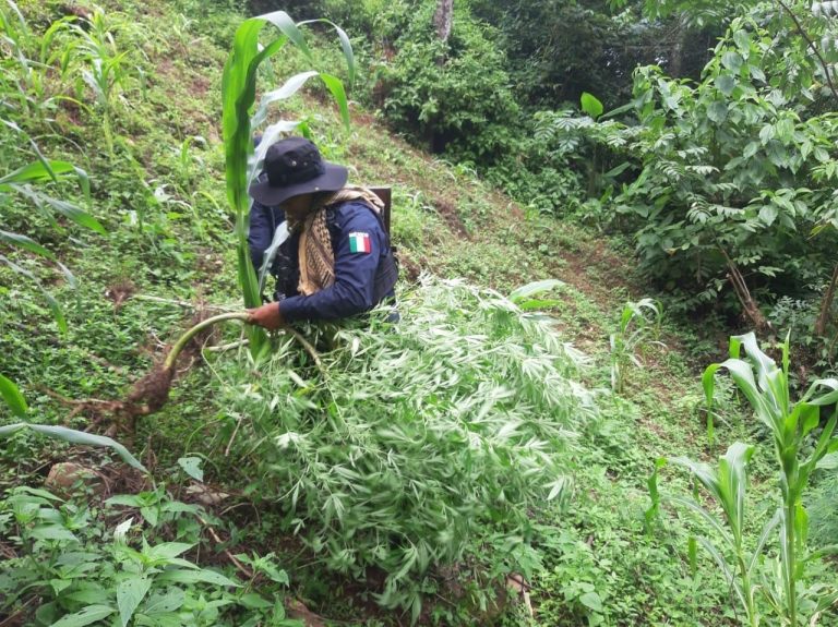 En acciones contra organizaciones delictivas, SSP localiza plantío de mariguana en Chiconquiaco