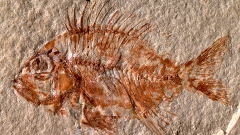 Hallan en Chiapas nueva especie de pez que vivió hace 95 millones de años