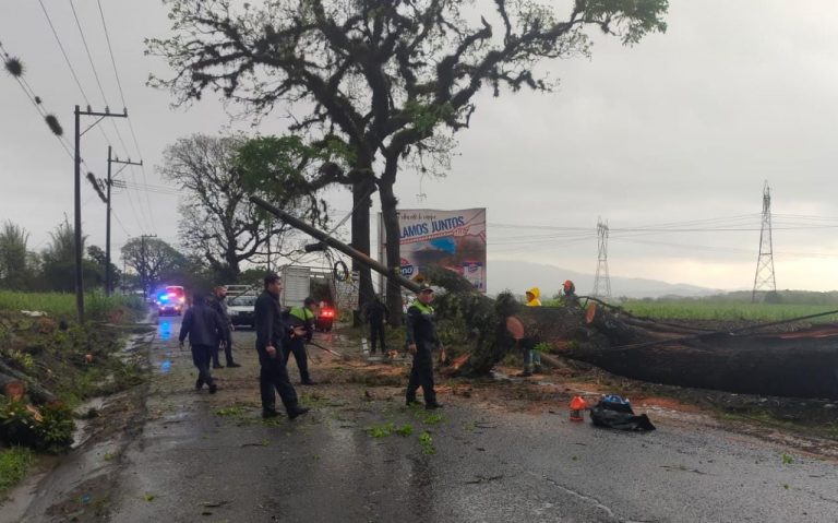 Liberan carretera 20 de Noviembre – San José de Tapia por caída de árbol