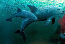 México y ONG confirman el avistamiento de entre siete y diez ejemplares de vaquita marina